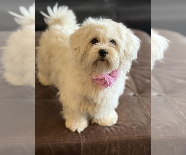 Medium Photo #2 Havamalt Puppy For Sale in Phoenix, AZ, USA