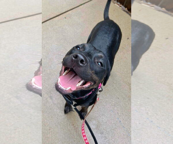 Medium Photo #7 Labrador Retriever-Unknown Mix Puppy For Sale in Munford, TN, USA