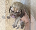 Small #3 Bloodhound