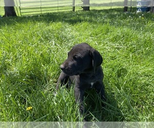Great Dane Puppy for sale in FORT SCOTT, KS, USA