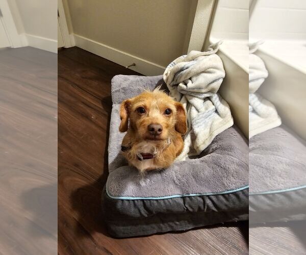 Medium Photo #3 Mutt Puppy For Sale in Milpitas, CA, USA