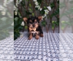 Small #3 Yorkshire Terrier