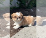 Small #1 Shih Tzu