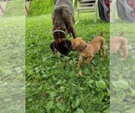 Small #4 Boxer