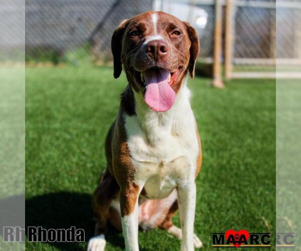 Medium Photo #5 Lab-Pointer Puppy For Sale in Maryville, TN, USA