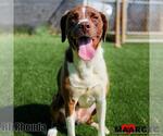 Small #4 Lab-Pointer