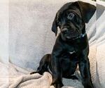 Small Photo #1 Cane Corso Puppy For Sale in SEATTLE, WA, USA