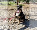 Small #3 Mutt