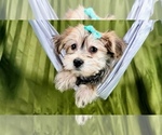 Small Photo #3 Morkie Puppy For Sale in NAPLES, FL, USA