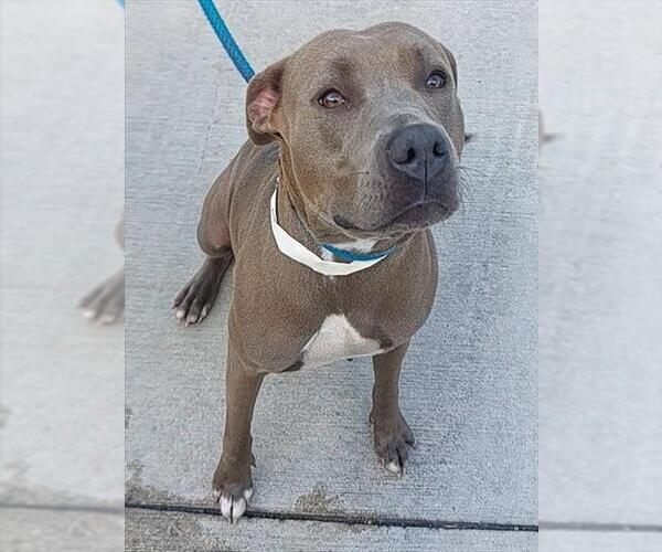 Medium Photo #1 American Staffordshire Terrier Puppy For Sale in Fort Lauderdale, FL, USA