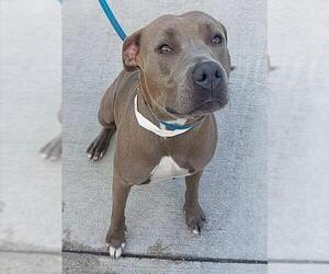 American Staffordshire Terrier Dogs for adoption in Fort Lauderdale, FL, USA