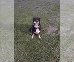 RUBY - Female Labrador Retriever Dog for Adoption - Small photo