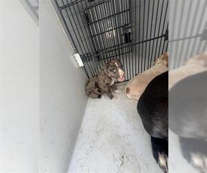 American Pit Bull Terrier Dogs for adoption in Houston, TX, USA