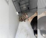 Small American Pit Bull Terrier