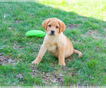 Small #1 Labrador Retriever