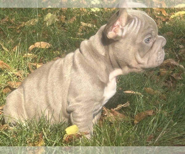 Medium Photo #2 French Bulldog Puppy For Sale in PEWAUKEE, WI, USA