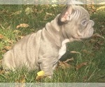 Small #1 French Bulldog