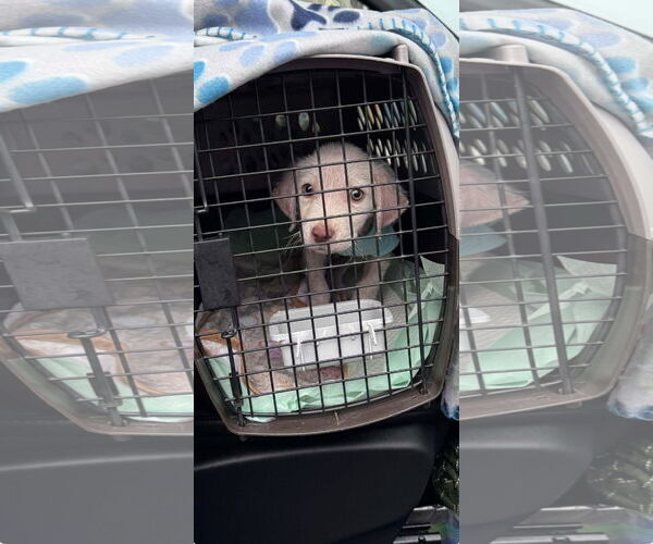 Medium Photo #13 Labrador Retriever-Unknown Mix Puppy For Sale in Fort Worth, TX, USA