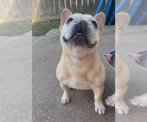 Medium Photo #3 French Bulldog-Unknown Mix Puppy For Sale in Cranston, RI, USA