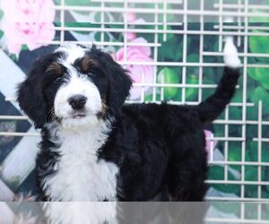Bernedoodle Puppy for sale in MARIETTA, GA, USA