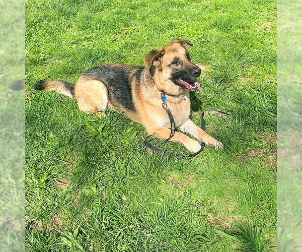 Medium Photo #1 German Shepherd Dog Puppy For Sale in Millburn, NJ, USA