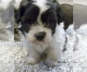 Havanese Puppy for sale in WEST CONCORD, MN, USA