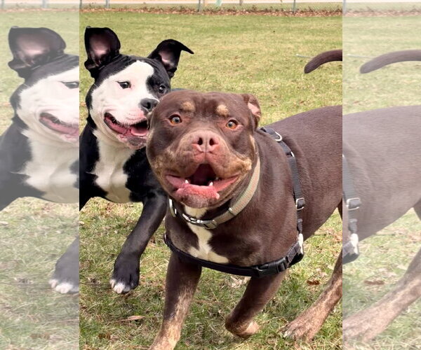 Medium Photo #5 Mutt Puppy For Sale in Jefferson, WI, USA