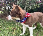 Small #2 Miniature Australian Shepherd