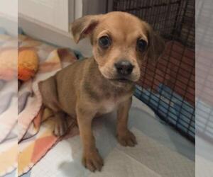 American Staffordshire Terrier-Unknown Mix Dogs for adoption in San Antonio, TX, USA