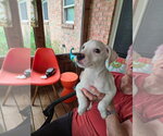 Comida Blanca : Saltine - Female Labbe Dog for Adoption - Small photo