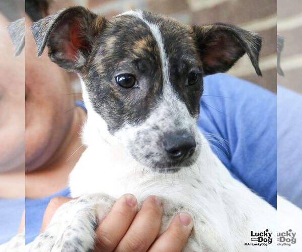 Medium Photo #4 Mutt Puppy For Sale in Washington, DC, USA