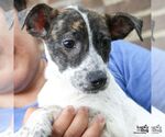 Small #3 Mutt