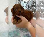 Small #1 Cavapoo