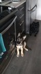 Small Photo #1 German Shepherd Dog Puppy For Sale in Scarborough, Ontario, Canada