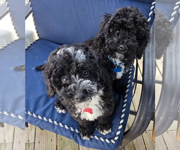 Medium Photo #1 Bernese Mountain Dog-Poodle (Miniature) Mix Puppy For Sale in Marine City, MI, USA