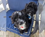 Small Bernese Mountain Dog-Poodle (Miniature) Mix
