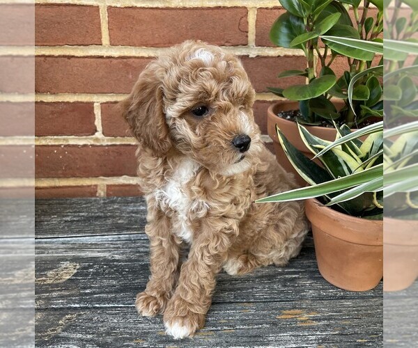 Medium Photo #4 Goldendoodle (Miniature) Puppy For Sale in LEOLA, PA, USA