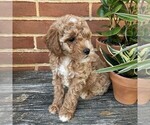 Small #3 Goldendoodle (Miniature)
