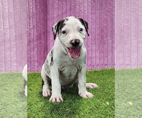 Medium Photo #4 Catahoula Leopard Dog Puppy For Sale in CUMBY, TX, USA