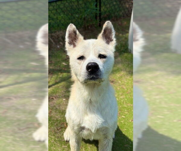 Medium Photo #2 Akita-Unknown Mix Puppy For Sale in Sugar Land, TX, USA