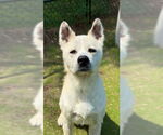 Small #1 Akita Mix