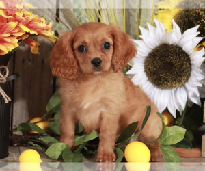 Cavachon Puppy for sale in MOUNT VERNON, OH, USA