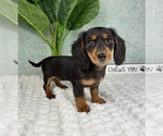 Small #5 Dachshund