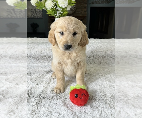 Medium Photo #1 Golden Retriever Puppy For Sale in GREENFIELD, IN, USA