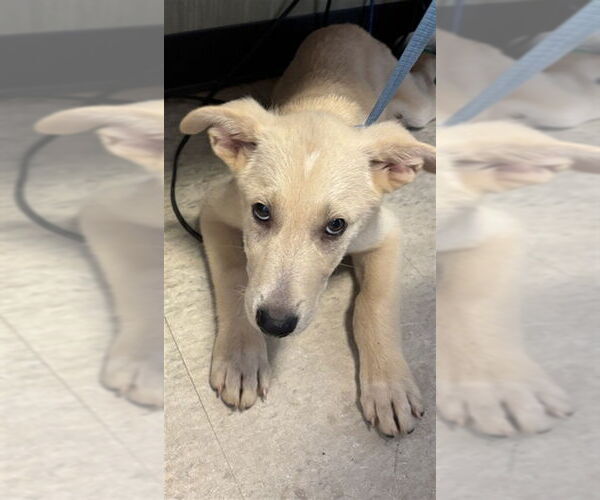 Medium Photo #2 Labrenees Puppy For Sale in Plano, TX, USA