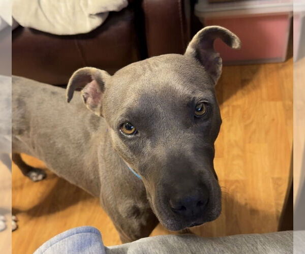 Medium Photo #11 Mutt Puppy For Sale in Oak Bluffs, MA, USA