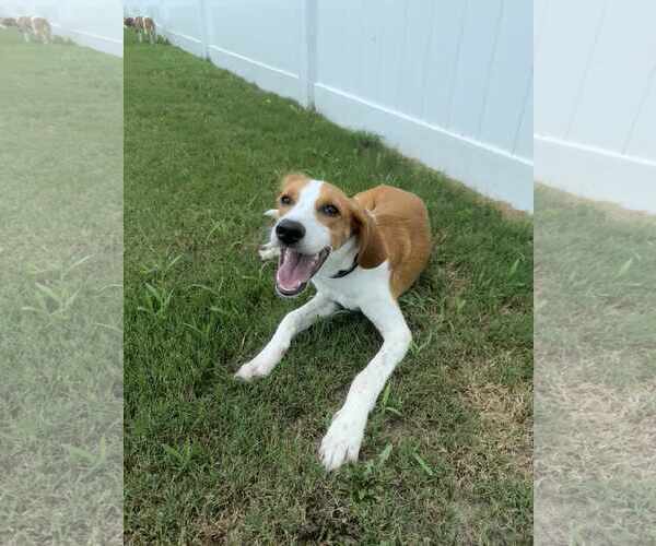 Medium Photo #4 Mutt Puppy For Sale in Holly Springs, NC, USA