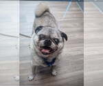 Small #3 Pug