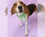 Small American Foxhound-Beagle Mix