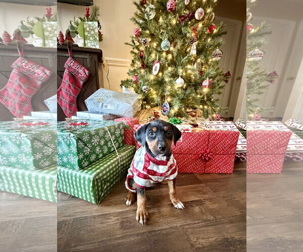 Medium Photo #5 Mutt Puppy For Sale in Holly Springs, NC, USA